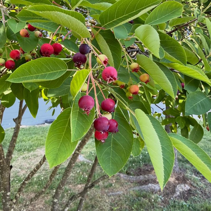 Native Alternatives Worth Planting