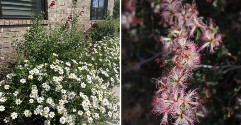 Native Arizona Plants Taking The Place Of Decorative Boulders In More Yards