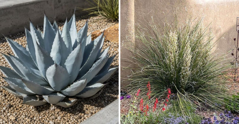 Native Arizona Plants That Stay Green Through The Driest Part Of Summer