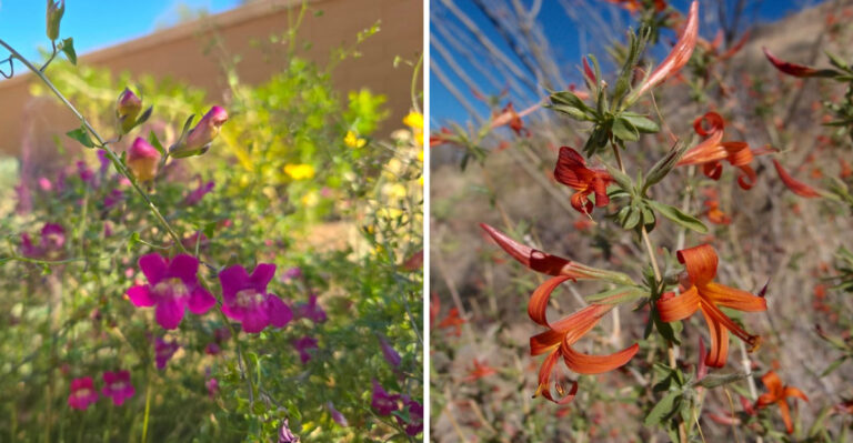 Native Arizona Plants That Thrive Along Shaded Walls And Fences