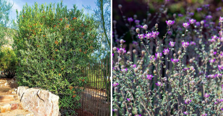 Native Arizona Plants To Replace Your Crape Myrtles Along Fence Lines And Driveways