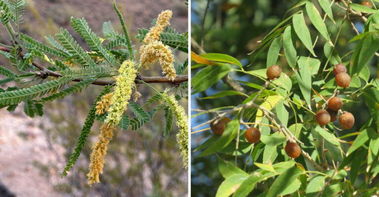 Native Arizona Trees More Property Owners Are Turning To Instead Of Eucalyptus