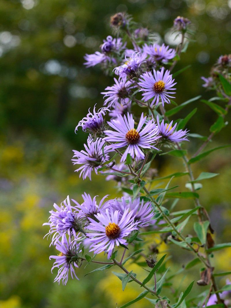 Native Asters Are Gone Before Fall Even Starts Native Asters Are Gone Before Fall Even Starts