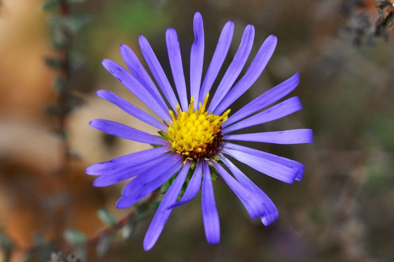 Native Asters Keep Bees Busy Late Native Asters Keep Bees Busy Late