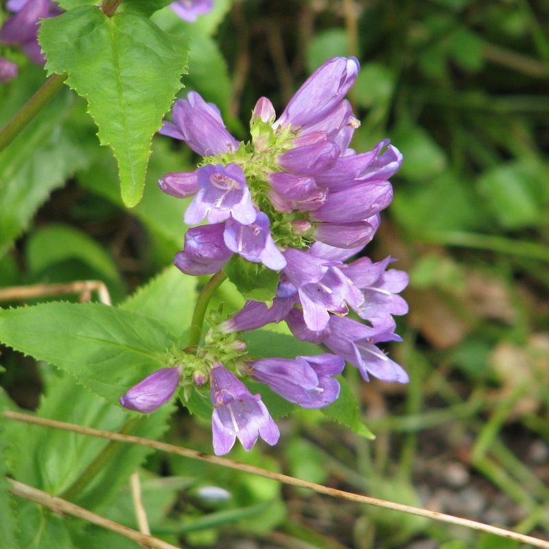 Native Bees Find It Fast