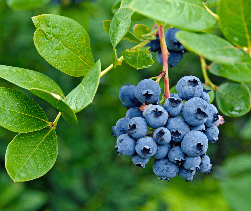 Native Blueberries Fit Acidic Garden Spots