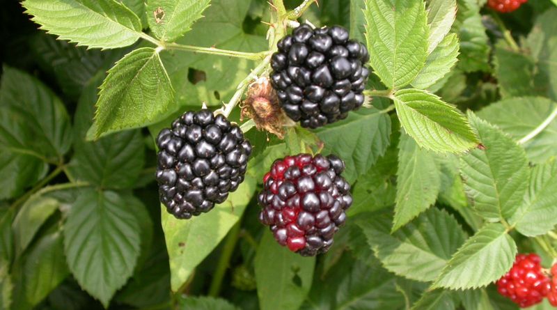 Native Brambles Provide Berries And Cover