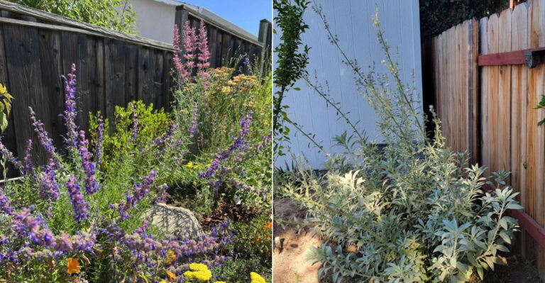 Native California Plants To Grow Instead Of Nandina Along Fence Lines