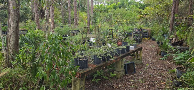 Native Choice Helps Southern Gardeners Find Regional Native Edibles