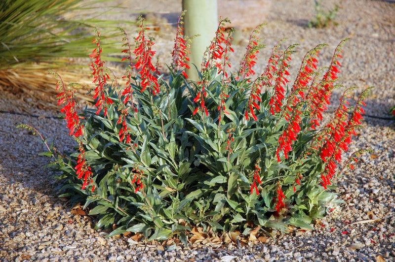 Native Desert Plants Are Adapted To Seasonal Humidity Native Desert Plants Are Adapted To Seasonal Humidity