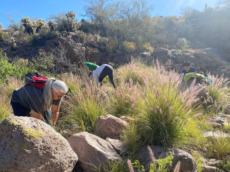 Native Desert Plants Can Get Crowded Out