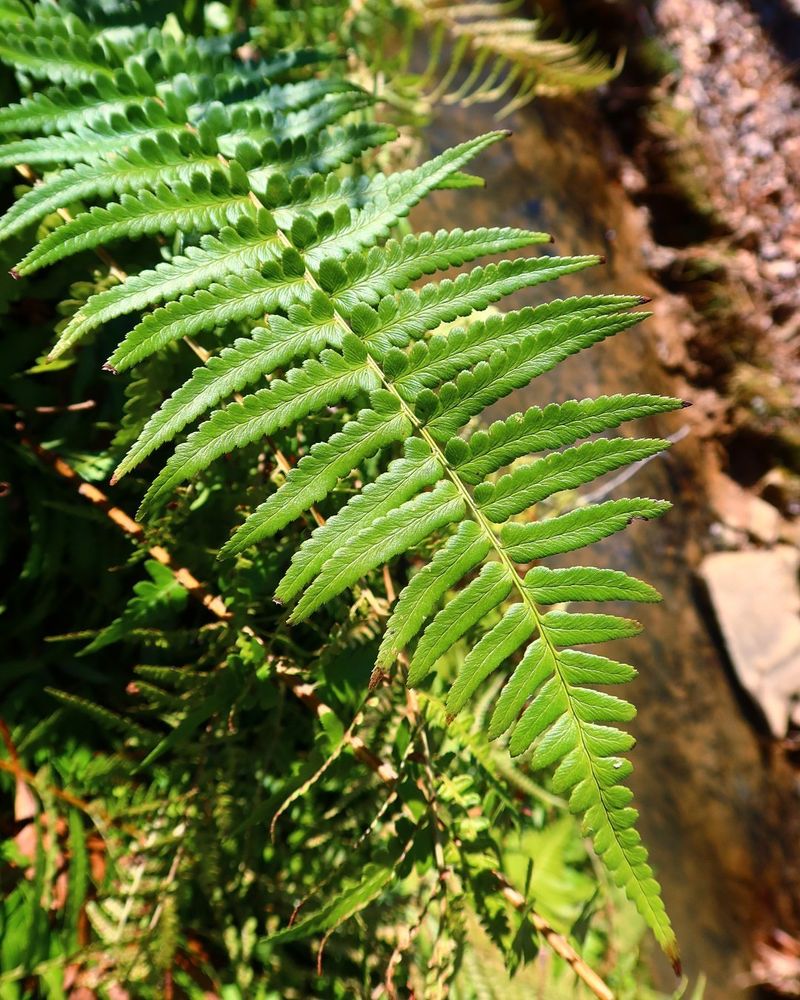 Native Ferns Help Shaded Georgia Beds Hold Moisture Native Ferns Help Shaded Georgia Beds Hold Moisture