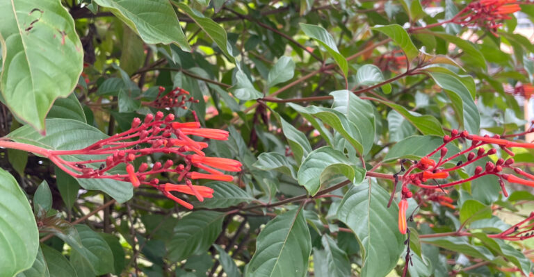 firebush