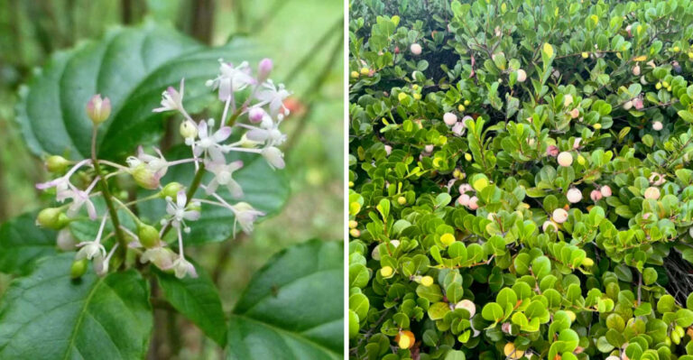 Rouge Plant and cocoplum