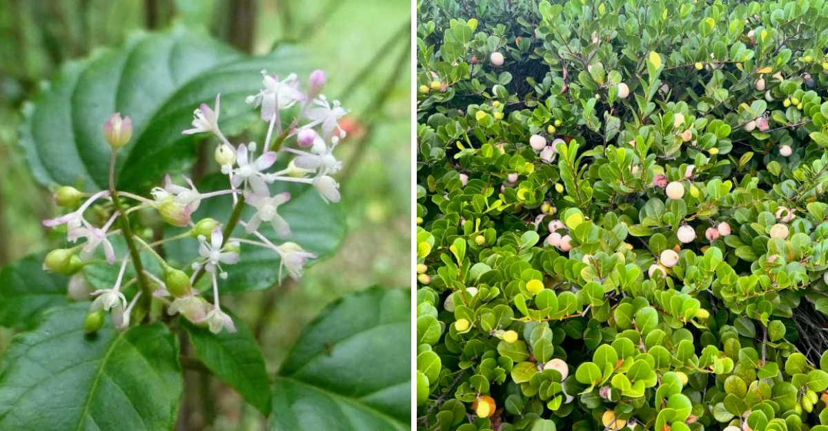Rouge Plant and cocoplum