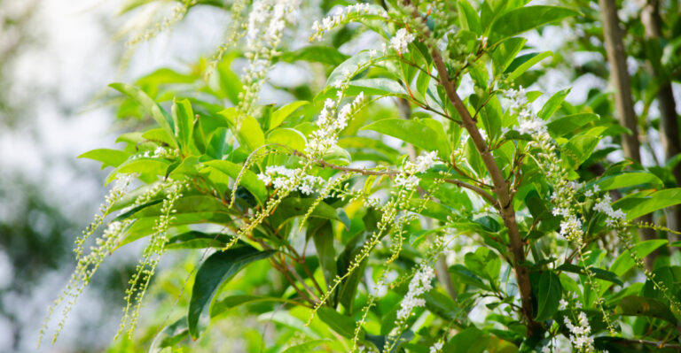 Citharexylum Spinosum