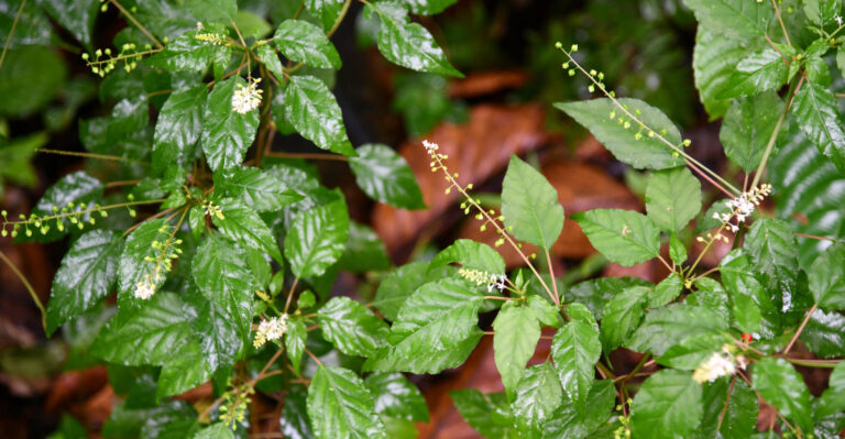 Rivina humilis