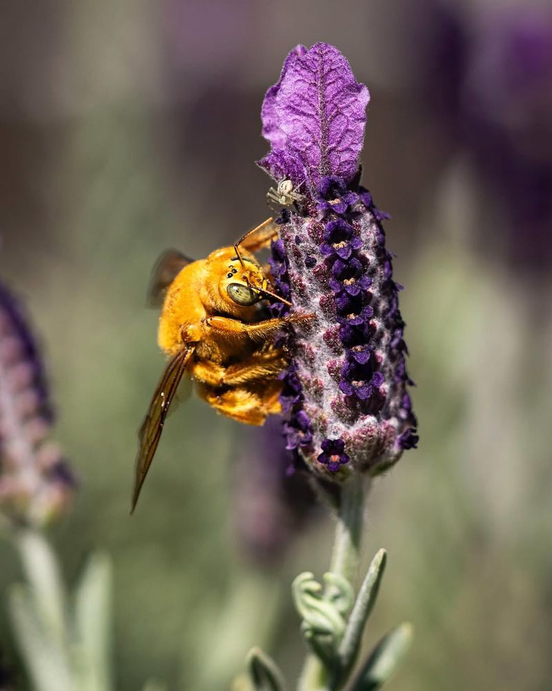 Native Flower Gardens Can Increase Bee Sightings