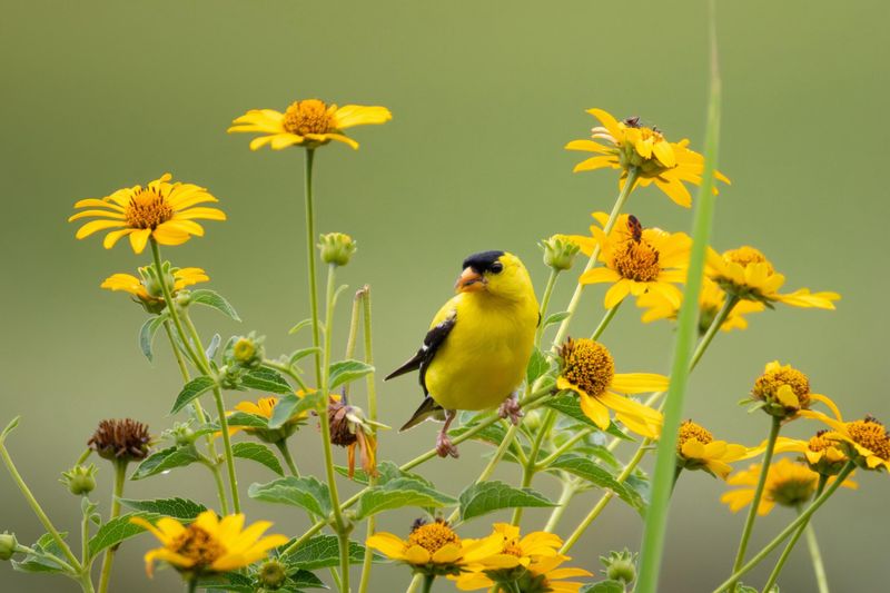 Native Flowers Turn Your Yard Into A Goldfinch Magnet