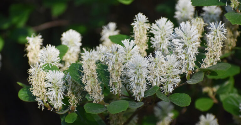 Native Georgia Alternatives To Cherry Laurel For Foundation Beds That Actually Stay Healthy