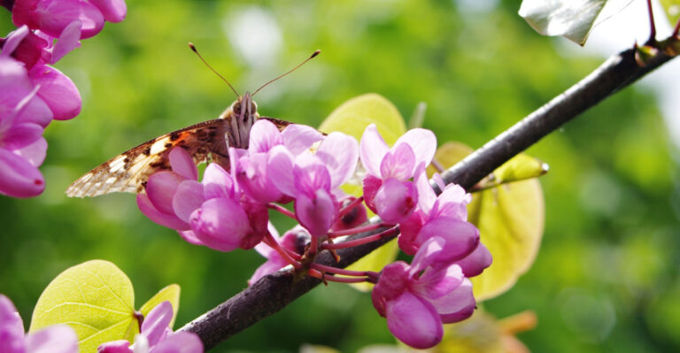 Native Georgia Alternatives To Crape Myrtles That Birds And Pollinators Actually Love