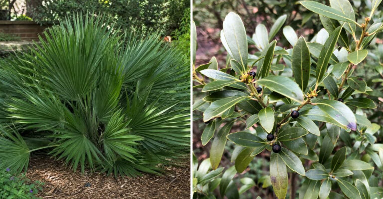 Native Georgia Alternatives To Green Giant Arborvitae That Don’t Outgrow Every Space They’re Planted