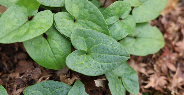 plant (featured image)