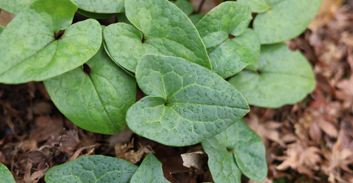 plant (featured image)