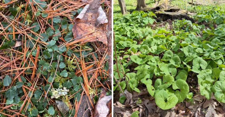 Native Georgia Groundcovers To Grow Instead Of Turfgrass In Areas Where Grass Won’t Grow