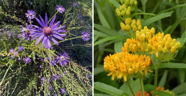 Native Georgia Perennials That Outperform Black-Eyed Susans In Every Yard