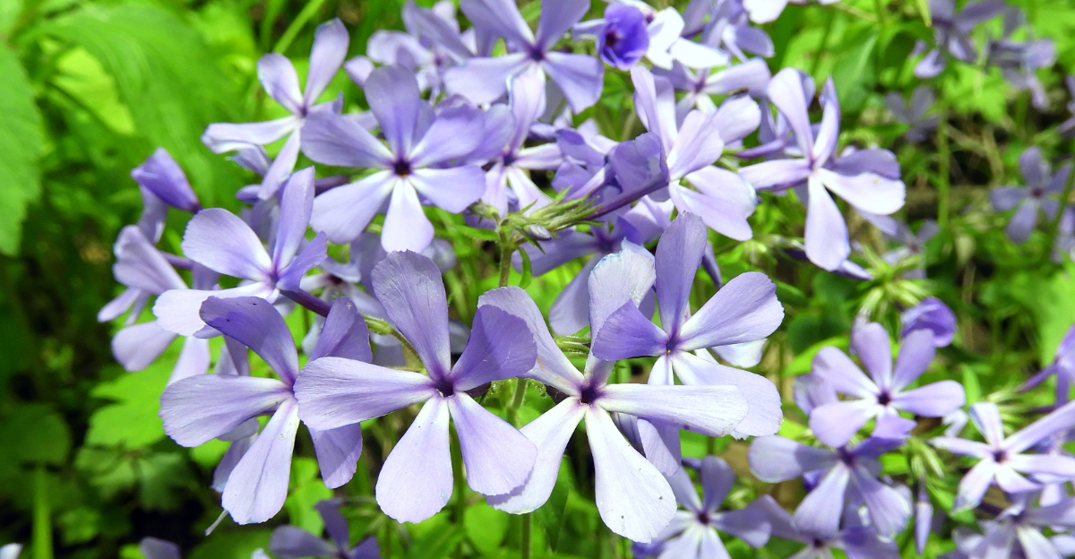 plant (featured image)