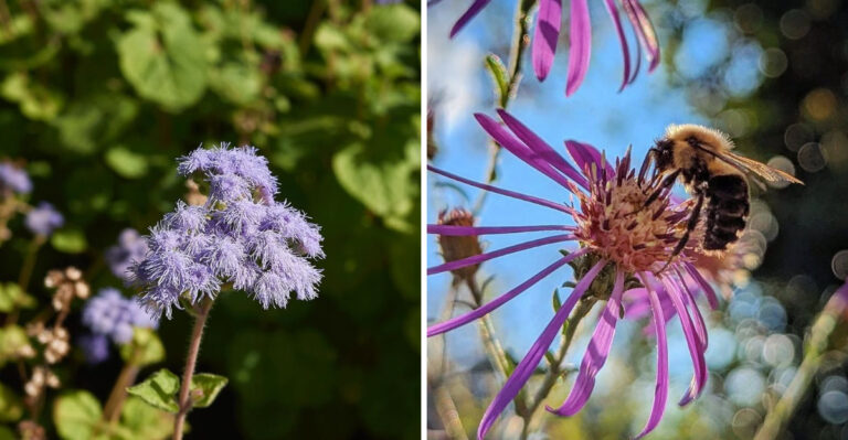 Native Georgia Plants That Support The Bees Most Gardeners Have Never Thought About