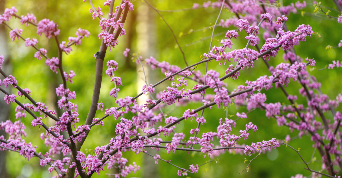 tree (featured image)