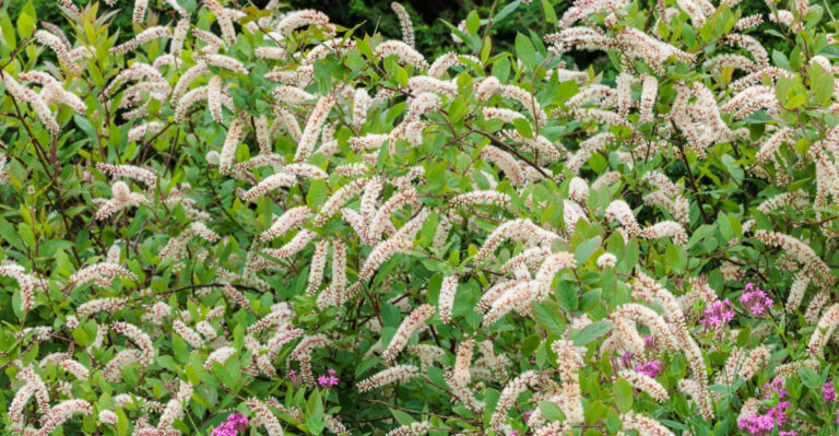 plant (featured image)