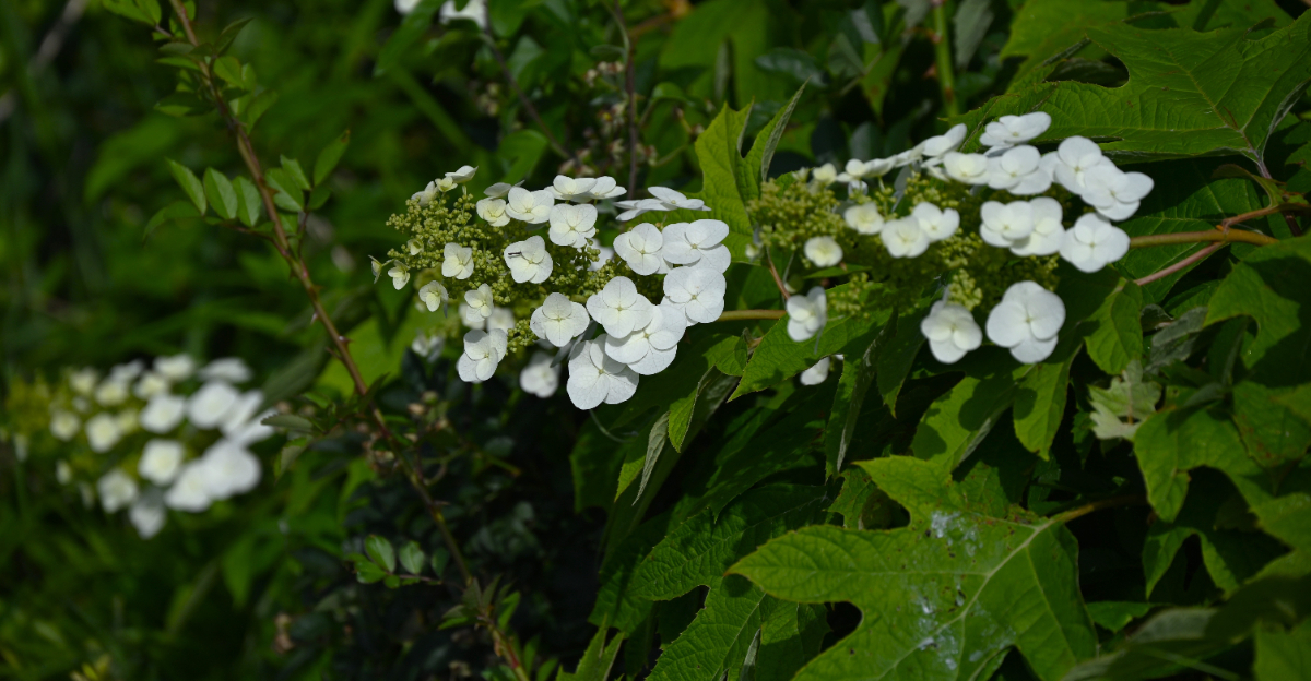 shrub (featured image)