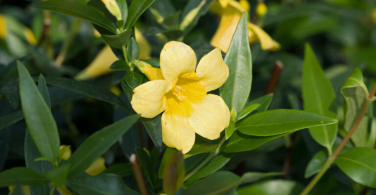 plant (featured image)