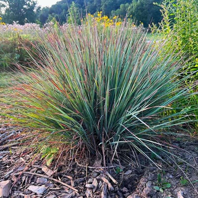 Native Grasses Added The Seeds They Were Looking For