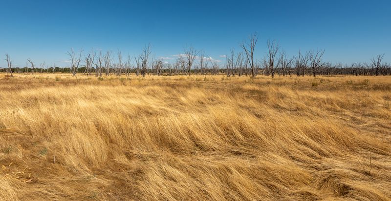 Native Grasslands And Wildlife Habitat Get Crowded Out Native Grasslands And Wildlife Habitat Get Crowded Out