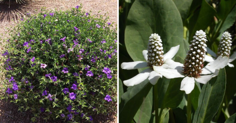 Native Ground Covers Arizona Residents Are Using Instead Of Bermuda Grass