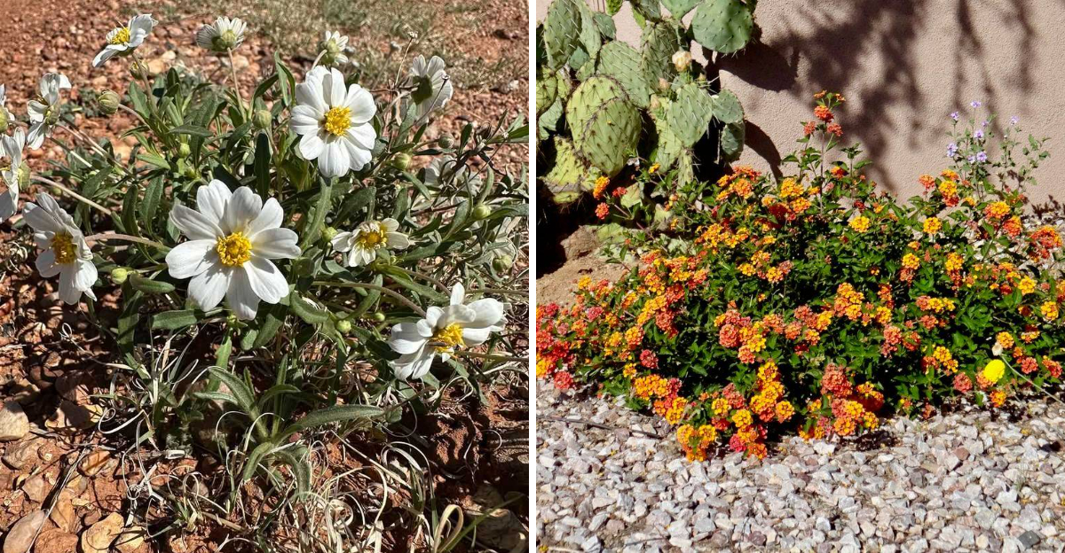 black foot daisy and trailing lantana