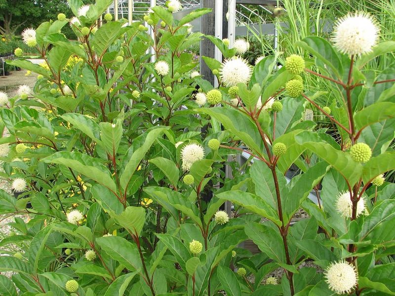 Native Habitat Built Around This Shrub Keeps Supporting Monarchs 
