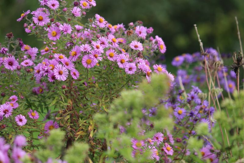 Native Habitat Explains Its Flexibility