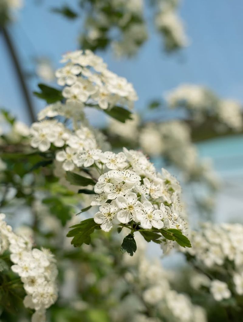 Native Hawthorn 