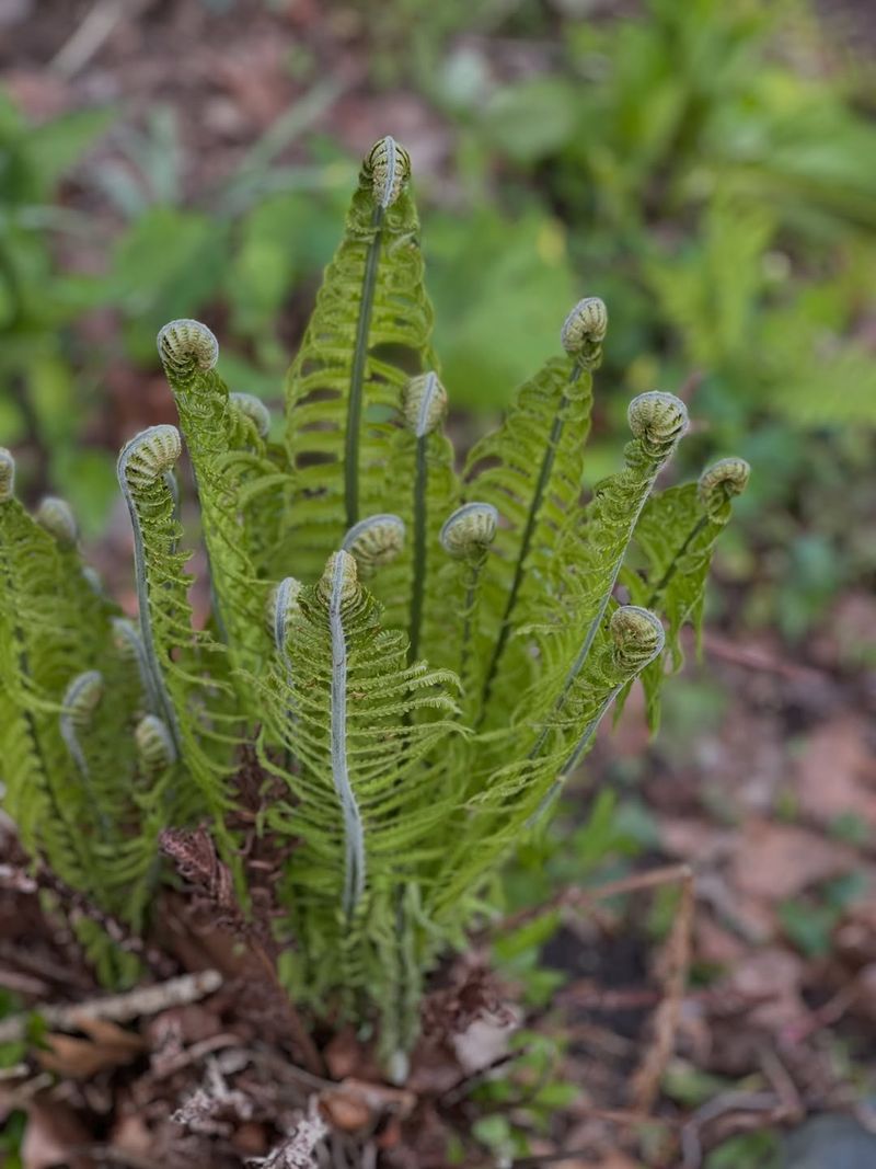 Native Michigan Ferns Native Michigan Ferns