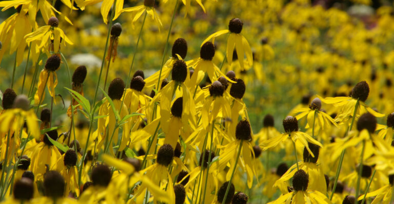 grey headed coneflower