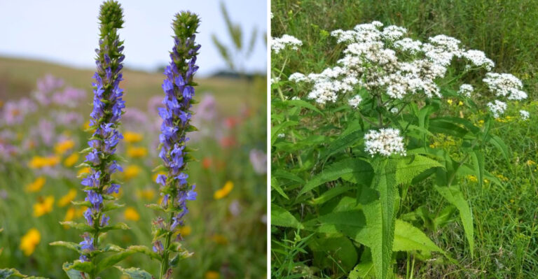 Native Michigan Plants That Fill Wet Soggy Spots Better Than Anything Else
