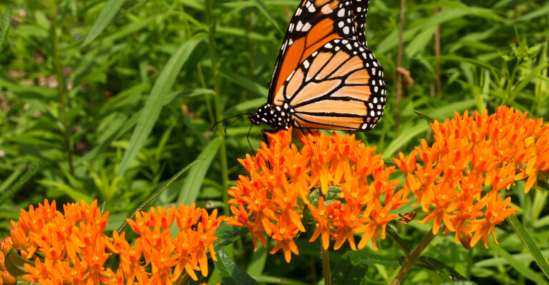 butterfly weed