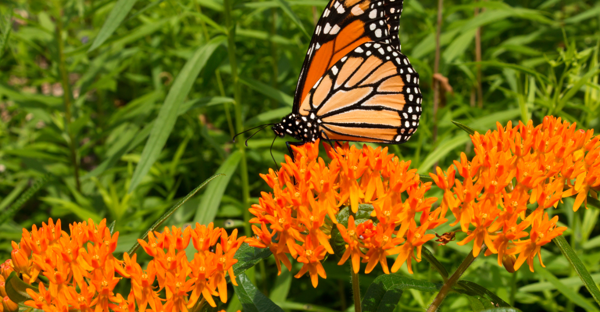 butterfly weed