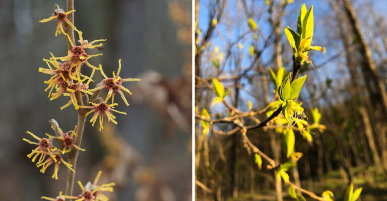 Native Michigan Plants That Make Your Yard Less Inviting To Both Ticks And Deer
