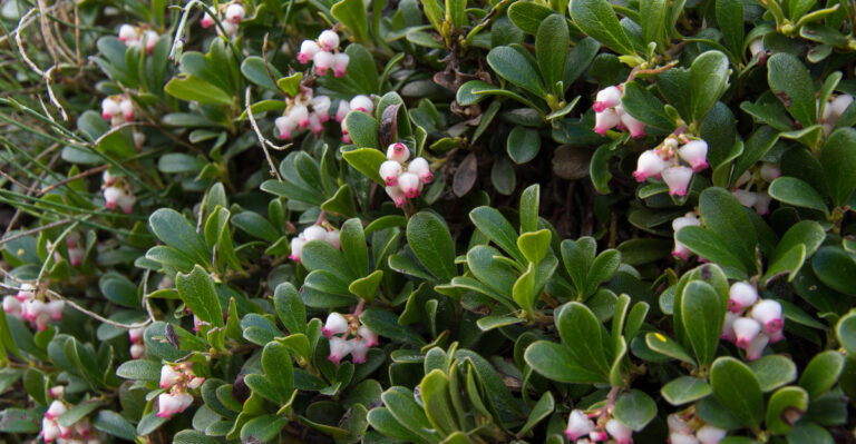 bearberry